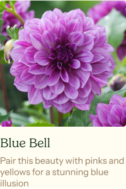 Dahlia Tubers (Decorative) - Blue Bell