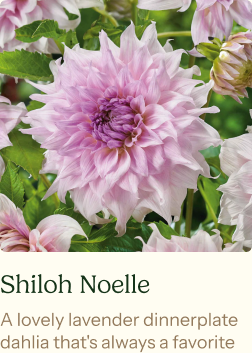 Dahlia Tubers (Dinnerplate) - Shiloh Noelle