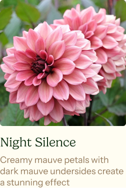 Dahlia Tubers (Decorative) - Night Silence