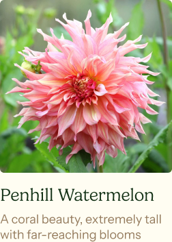 Dahlia Tubers (Dinnerplate) - Penhill Watermelon