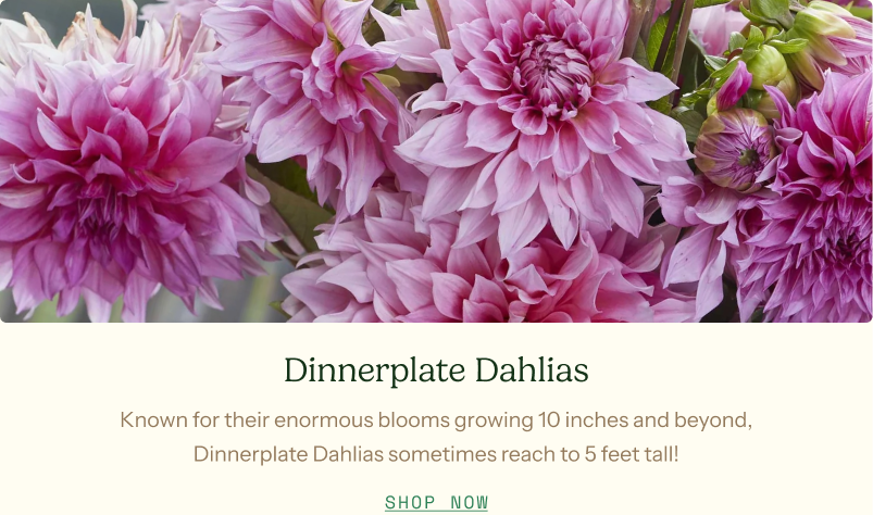 Dinnerplate Dahlias - Known for their enormous blooms