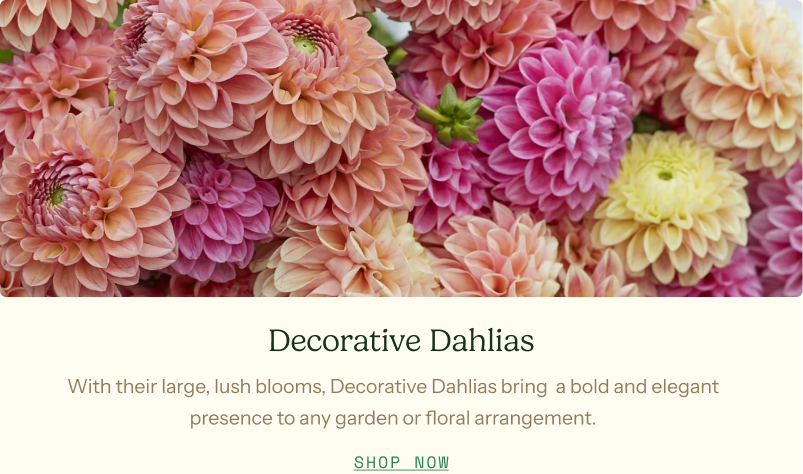 Decorative Dahlias - With their large, lush blooms these dahlias bring a bold and elegant presence to any garden.