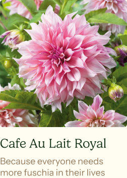 Dahlia Tubers (Dinnerplate) - Cafe Au Lait Royal