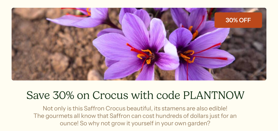 Save Up To 30% on Crocus with code PLANTNOW
