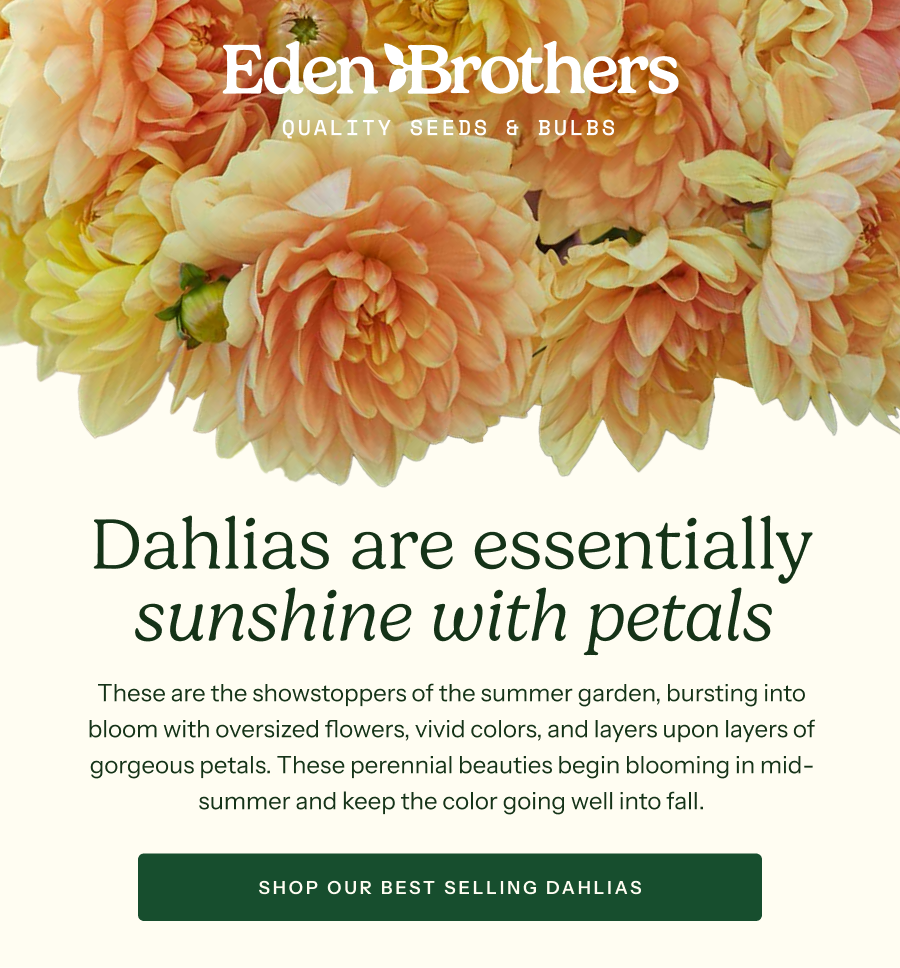 Dahlias are essentially sunshine with petals - Shop our Bestselling Dahlias