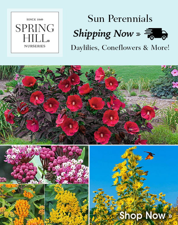 All Sun Perennials Shipping Now