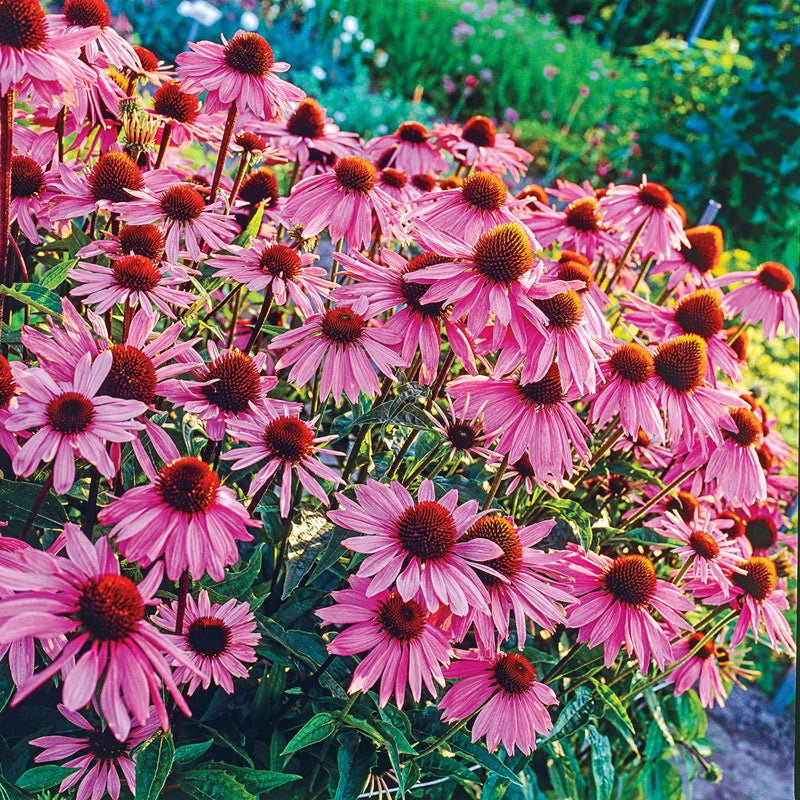 Coneflower Purple Magnus