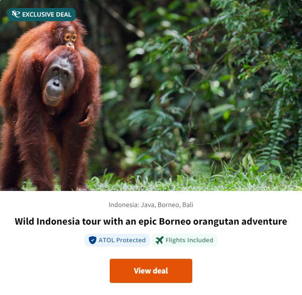 Wild Indonesia tour with an epic Borneo orangutan adventure
