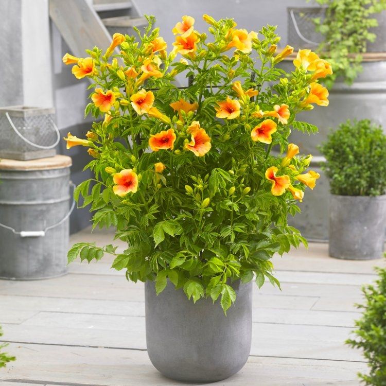Campsis 'Summer Jazz' - Trumpet Vine