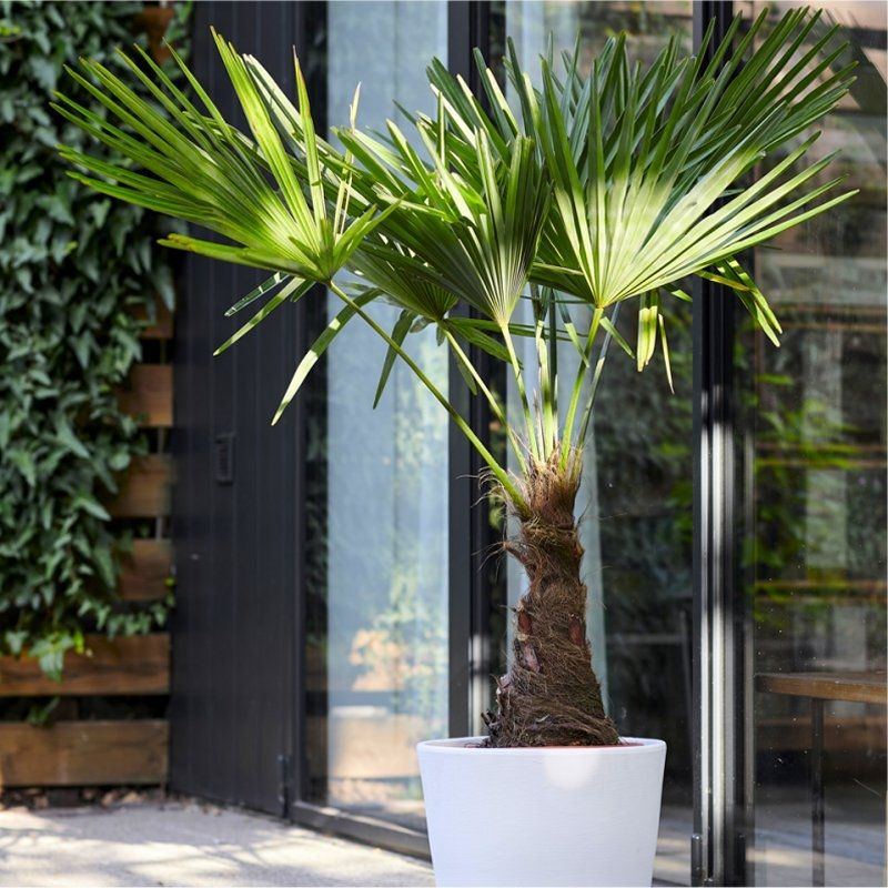 Large Hardy Windmill Palm