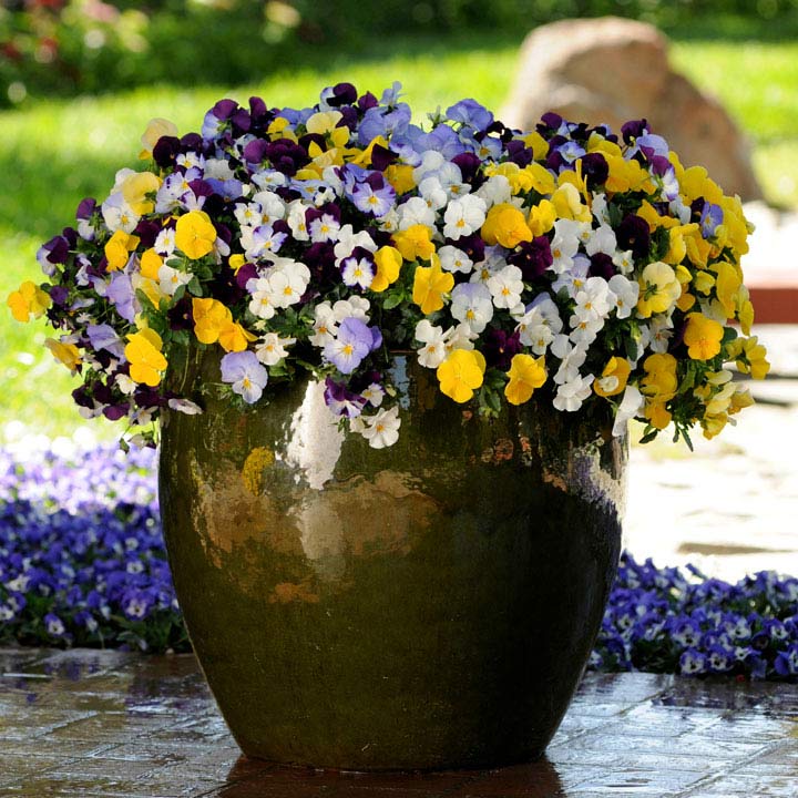 Pansy 'Cool Wave Mix'