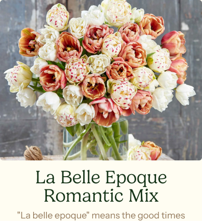 Tulip Bulbs - La Belle Epoque Romantic Mix