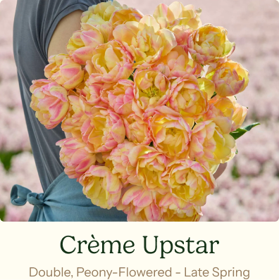Tulip Bulbs - Crème Upstar