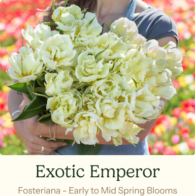 Tulip Bulbs - Exotic Emperor
