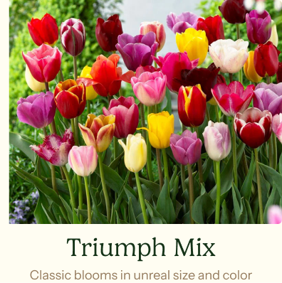 Tulip Bulbs - Triumph Mix