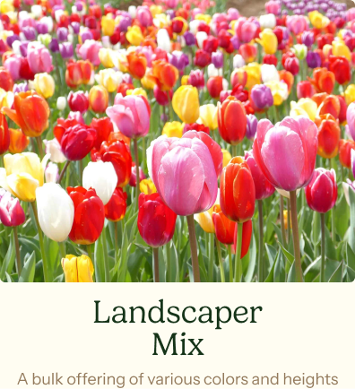 Tulip Bulbs - Merlot Melody Mix
