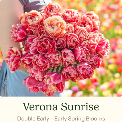 Tulip Bulbs - Verona Sunrise