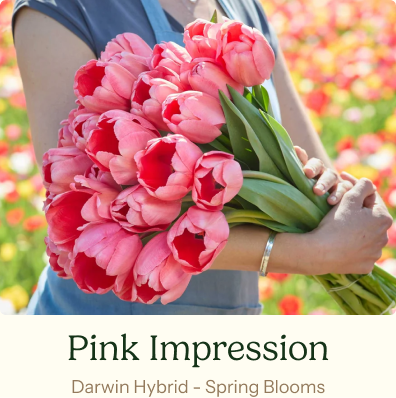 Tulip Bulbs - Pink Impression