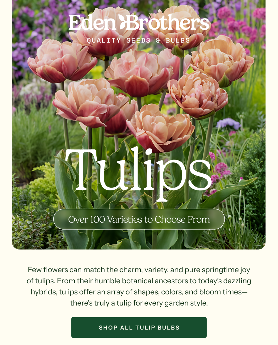 Tulips - Few Flowers can match the charm, variety, and pure springtime joy of tulips