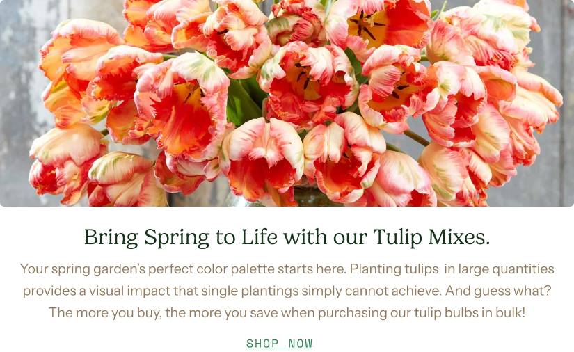 Bring Spring to Life with our Tulip Mixes