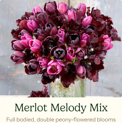 Tulip Bulbs - Merlot Melody Mix