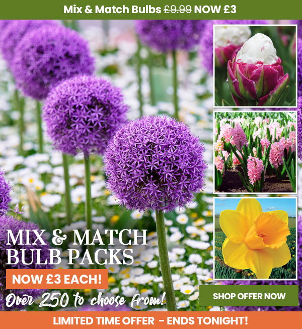 Mix & Match Bulb Packs