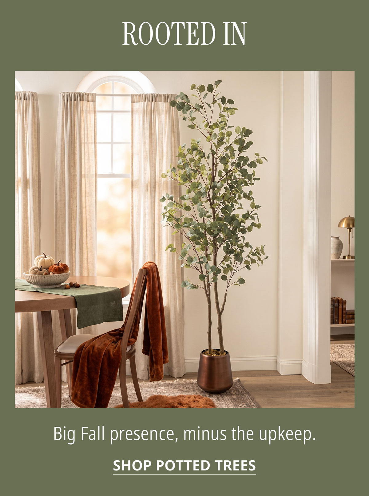 Shop potted trees