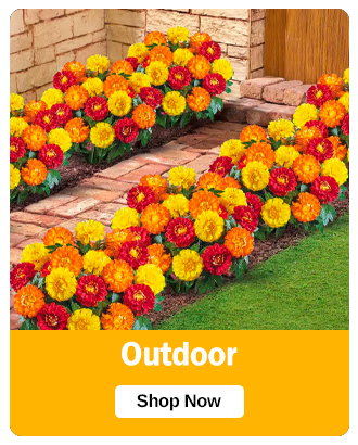 Shop Outdoor