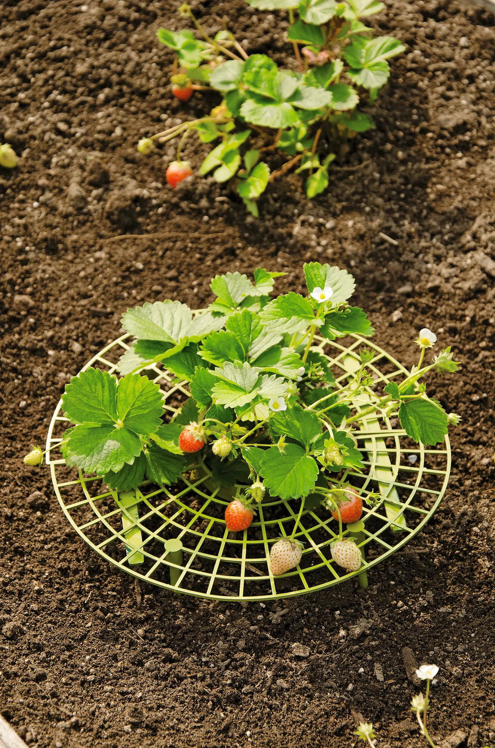 Image of Strawberry Supports