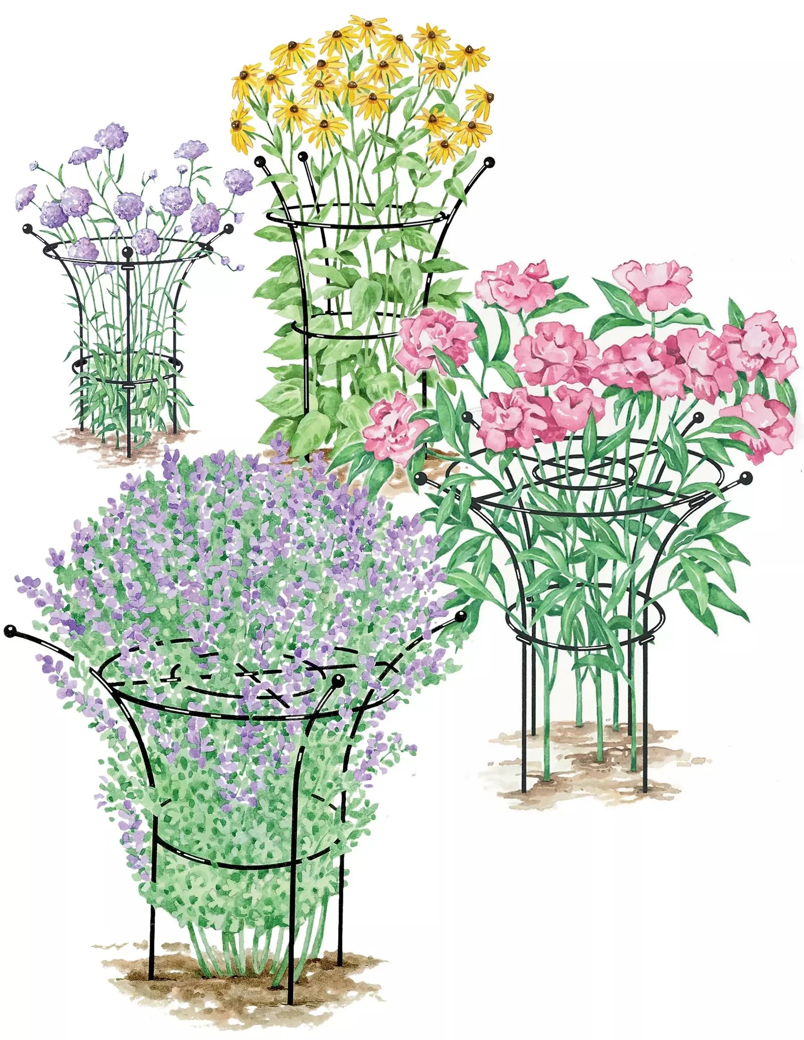 Image of Essex™ Plant Supports