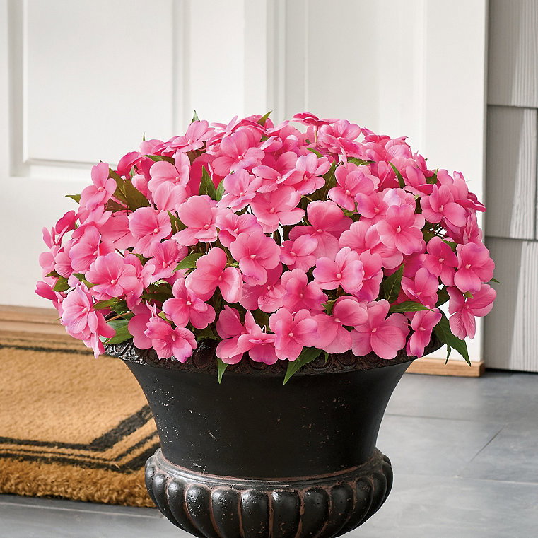 Impatiens Urn Filler