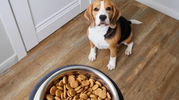Les meilleures croquettes pour chien