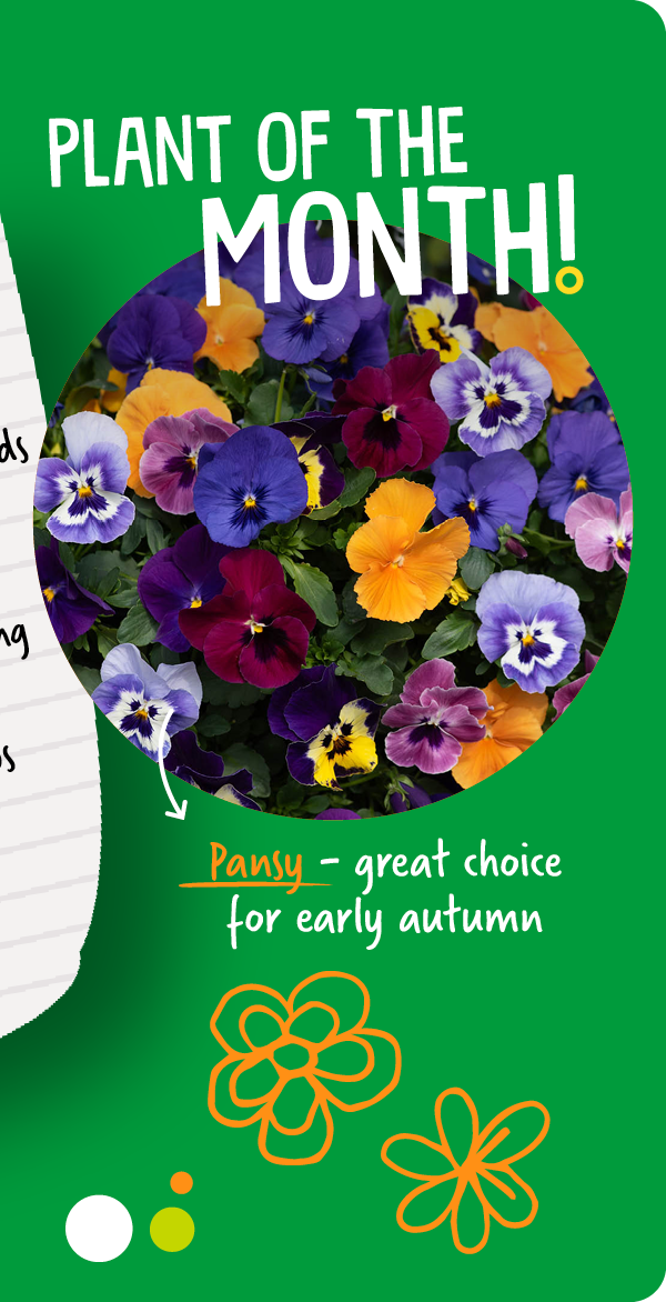 Plant of the month: Pansys