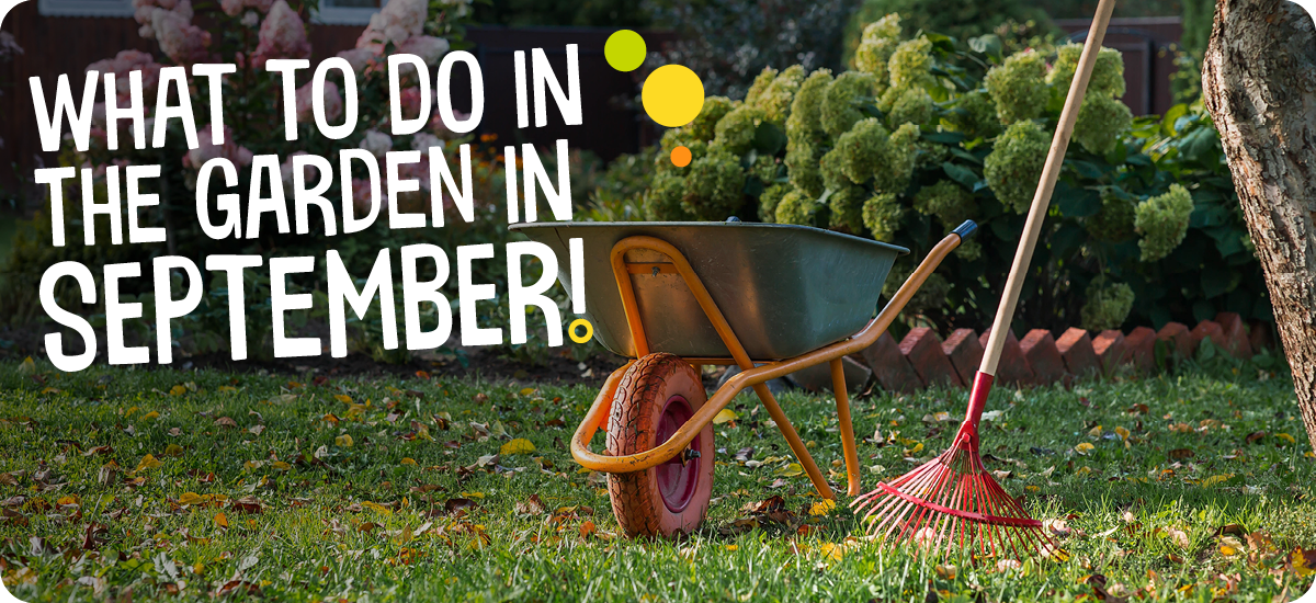 What to do in the garden in September!