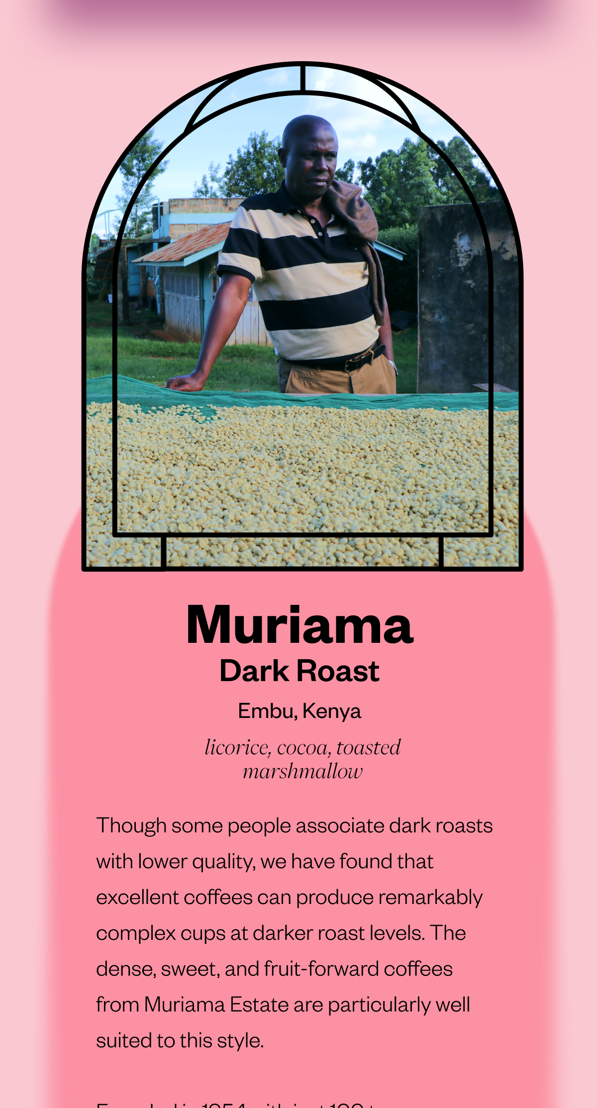 Muriama – Dark Roast Embu, Kenya Tasting notes: licorice | cocoa | toasted marshmallow  Though some people associate dark roasts with lower quality, we have found that excellent coffees can produce remarkably complex cups at darker roast levels. The dense, sweet, and fruit-forward coffees from Muriama Estate are particularly well suited to this style. 