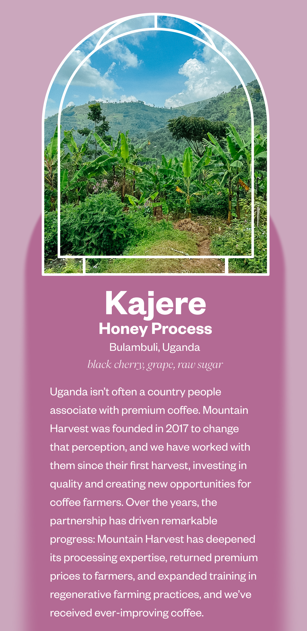 Kajere – Honey Process Bulambuli, Uganda Tasting notes: black cherry | grape | raw sugar  Uganda isn’t often a country people associate with premium coffee. Mountain Harvest was founded in 2017 to change that perception, and we have worked with them since their first harvest, investing in quality and creating new opportunities for coffee farmers. Over the years, the partnership has driven remarkable progress: Mountain Harvest has deepened its processing expertise, returned premium prices to farmers, and expanded training in regenerative farming practices, and we’ve received ever-improving coffee.  