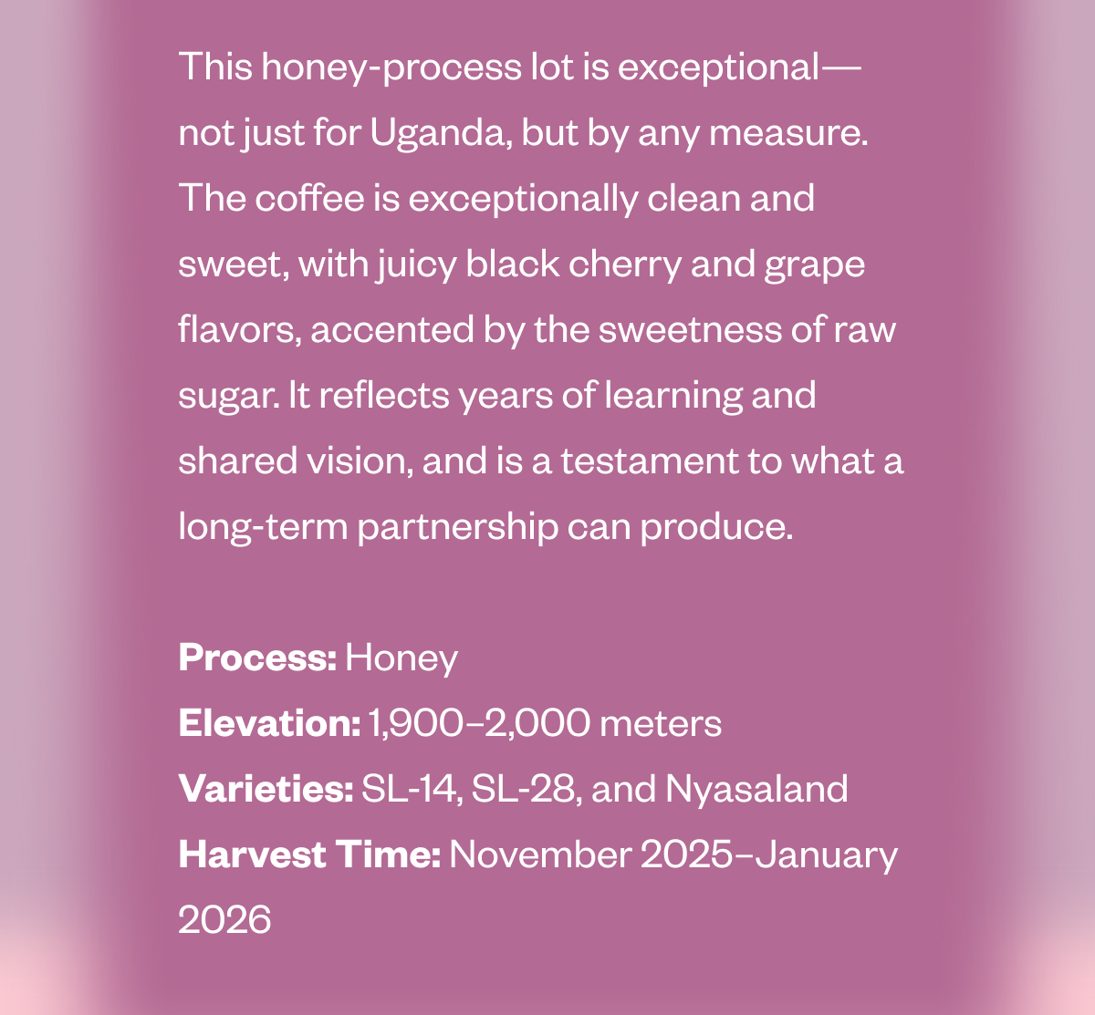This honey-process lot is exceptional—not just for Uganda, but by any measure. The coffee is exceptionally clean and sweet, with juicy black cherry and grape flavors, accented by the sweetness of raw sugar. It reflects years of learning and shared vision, and is a testament to what a long-term partnership can produce.  Process: Honey Elevation: 1,900–2,000 meters Varieties: SL-14, SL-28, and Nyasaland Harvest Time: November 2025–January 2026