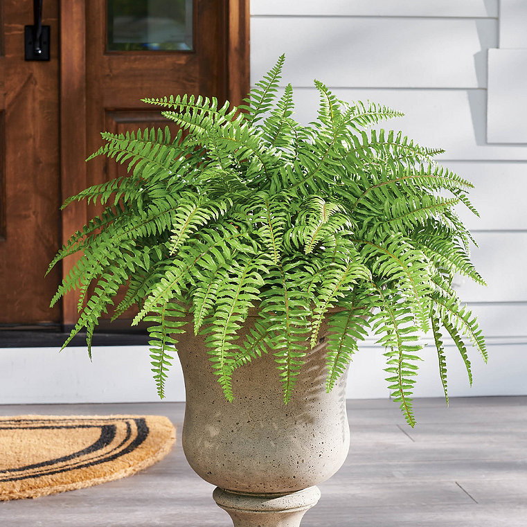 Classic Fern Urn Filler