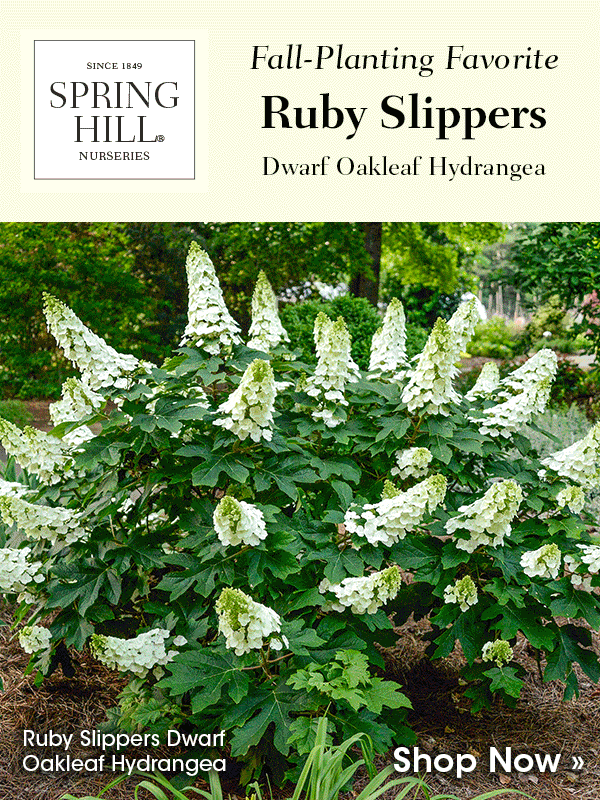 All Sun Perennials Shipping Now