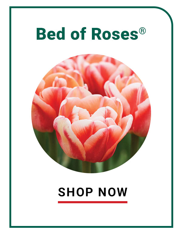Bed of Roses®