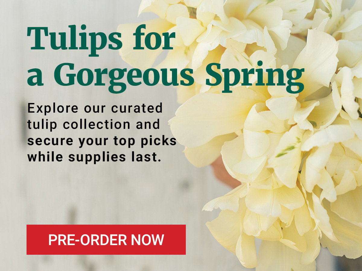Tulips for a Gorgeous Spring - Shop Now