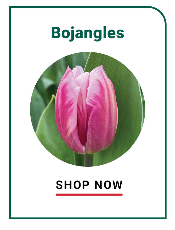 Bojangles