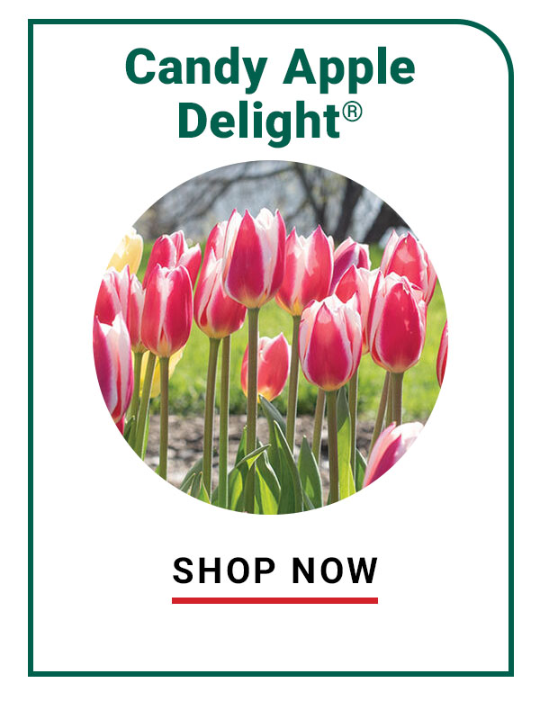 Candy Apple Delight®