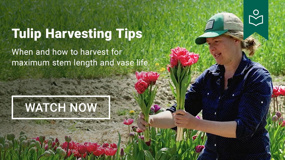 Tulip Harvesting Tips - Watch Now