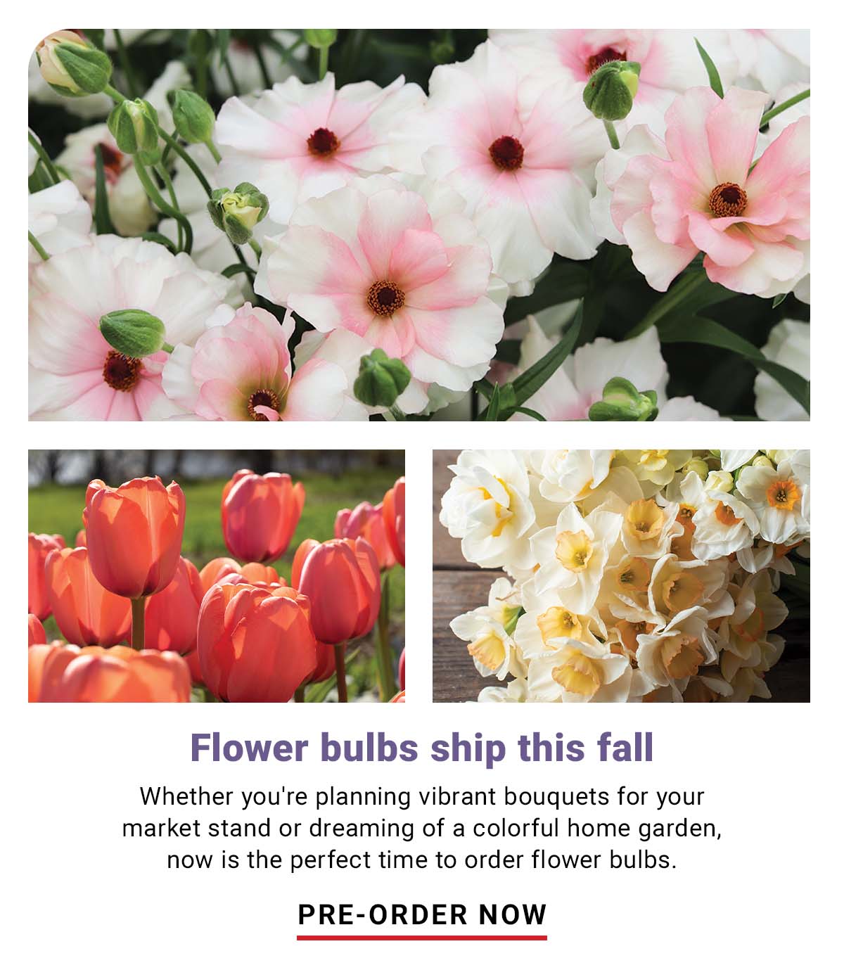 Flower Bulbs - Shop Now