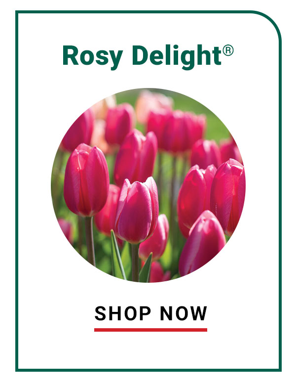 Rosy Delight®