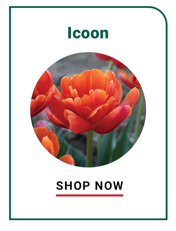 Icoon