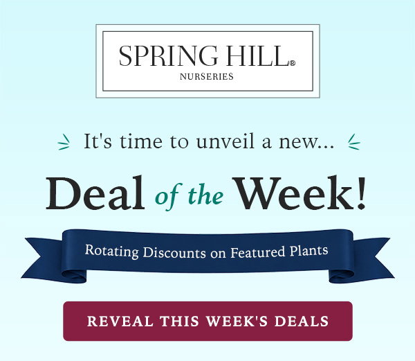 Deal of the week 