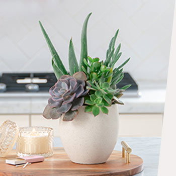 CELEBRATE NATIONAL<br>INDOOR PLANT WEEK