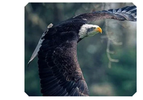 Canon birds of Prey Photography.